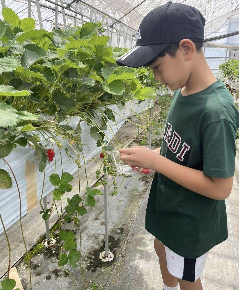 Rafathar petik stroberi di Jepang (instagram.com/raffinagita1717)