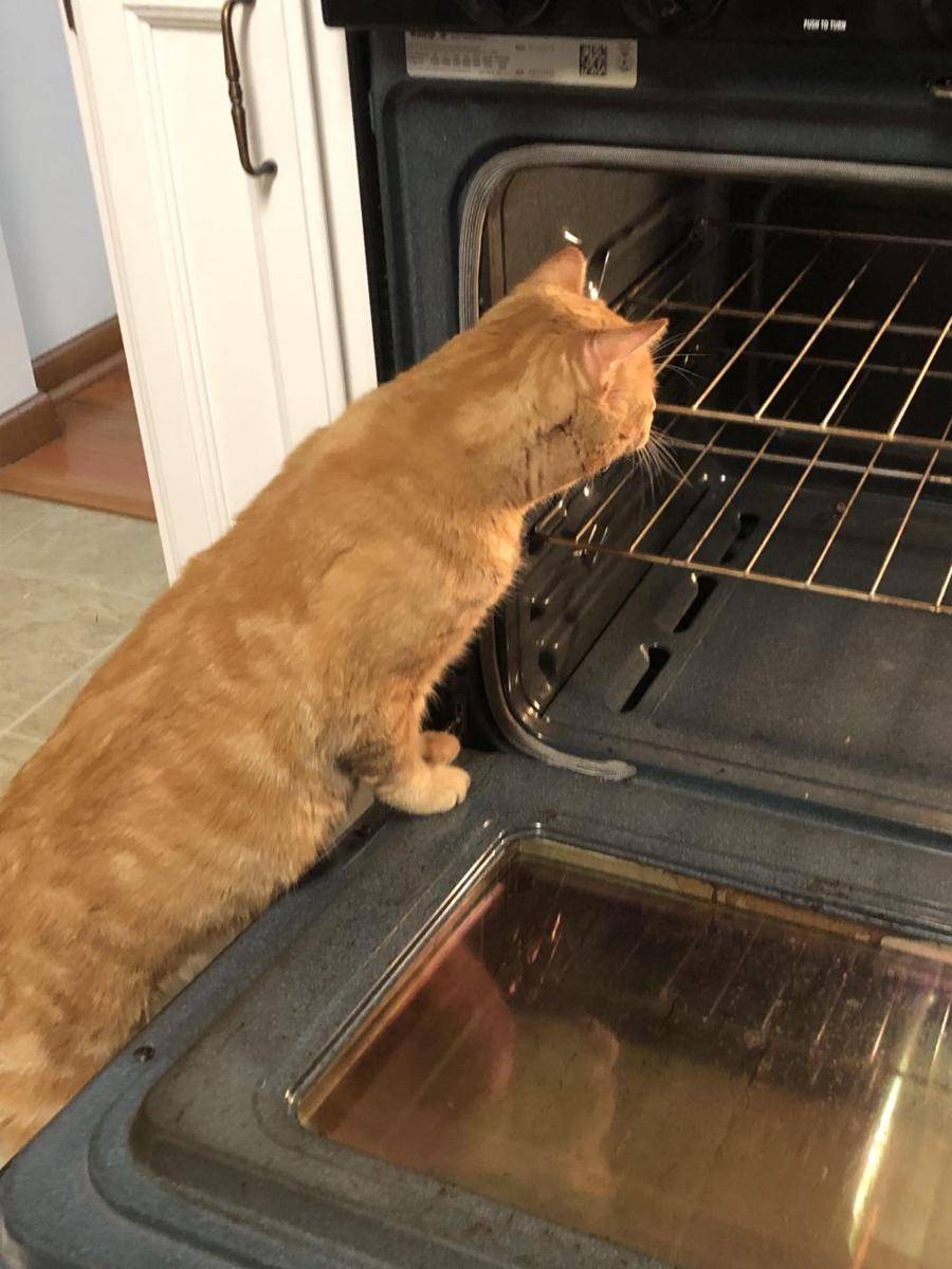 potret kucing bertingkah layaknya chef (reddit.com/user/FazzDaBest)