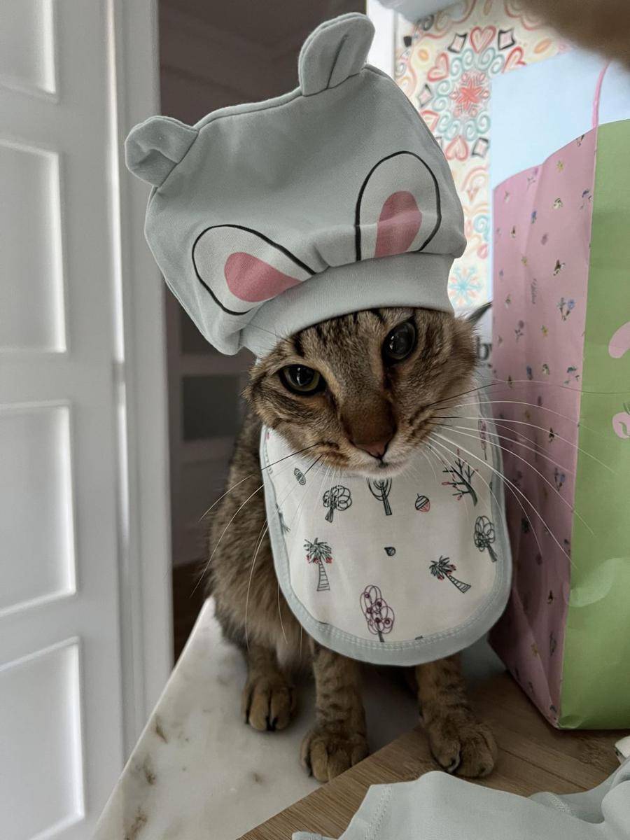 potret kucing bertingkah layaknya chef (reddit.com/user/fakesoul420)