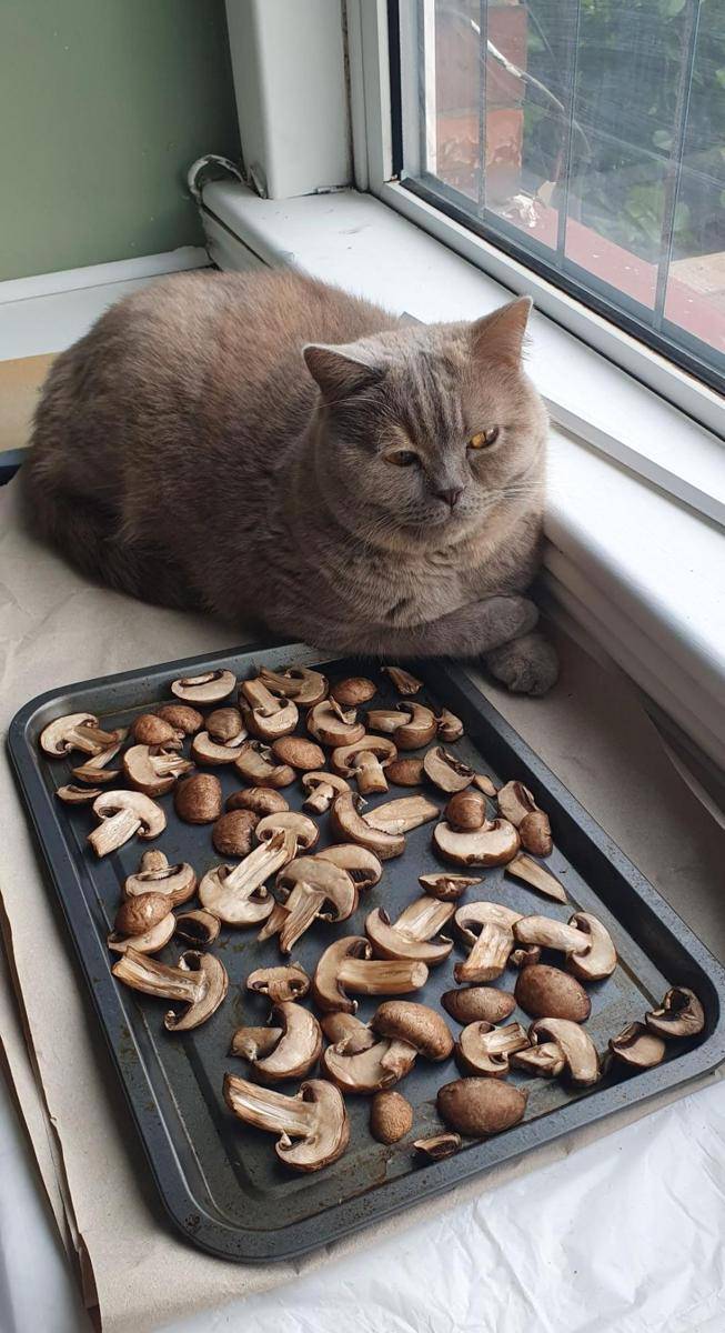 potret kucing bertingkah layaknya chef (reddit.com/user/droidsgonewild)