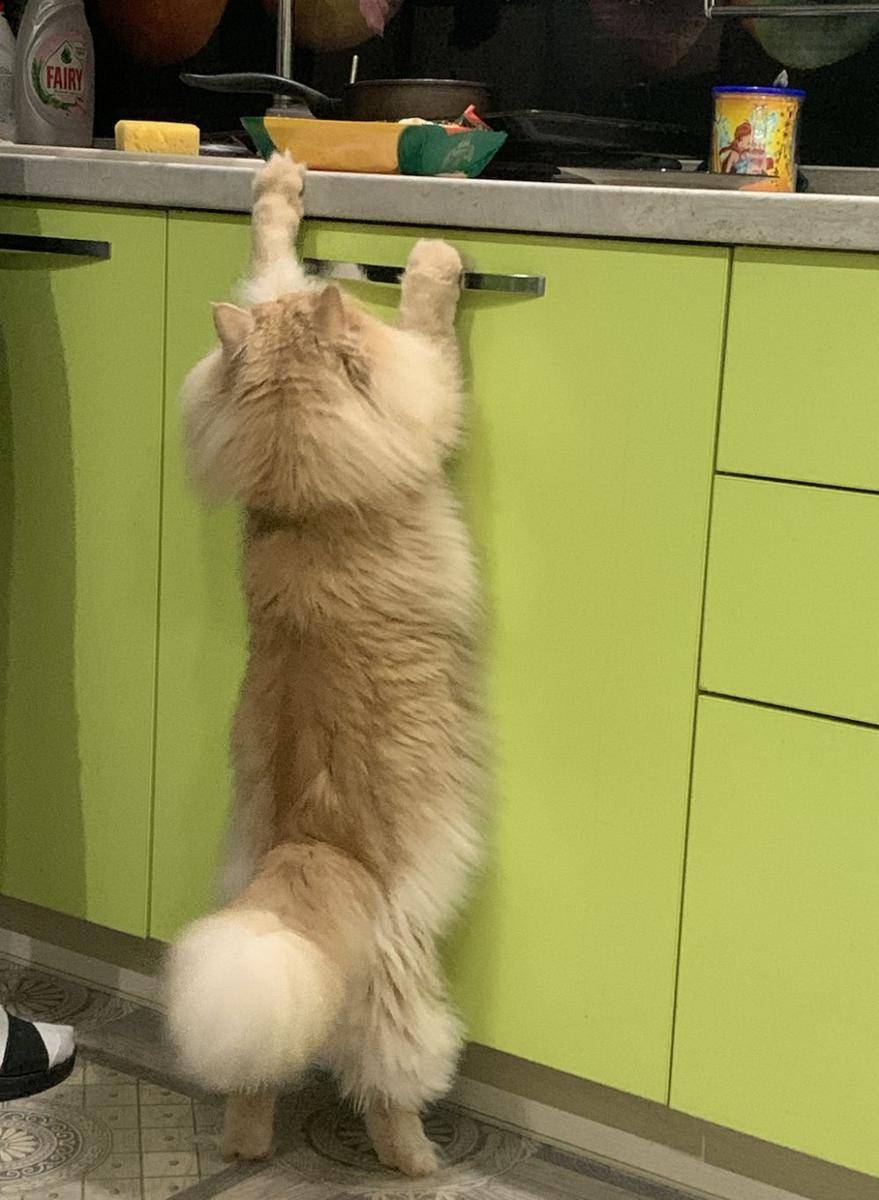 potret kucing bertingkah layaknya chef (reddit.com/user/Lolykitys)