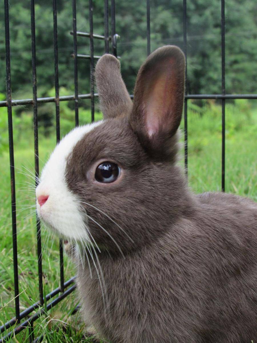 Kelinci Netherland Dwarf (pixabay.com/ReganE)