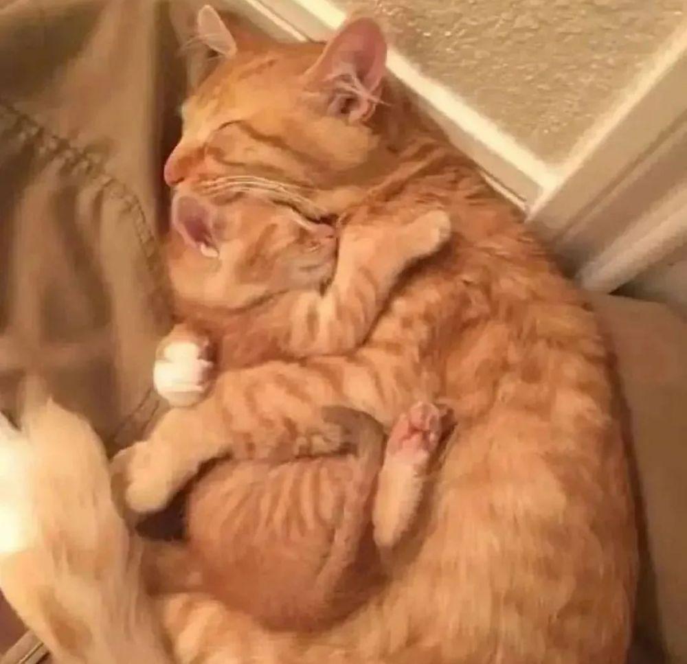ilustrasi kucing berpelukan (instagram.com/cutecats_e)