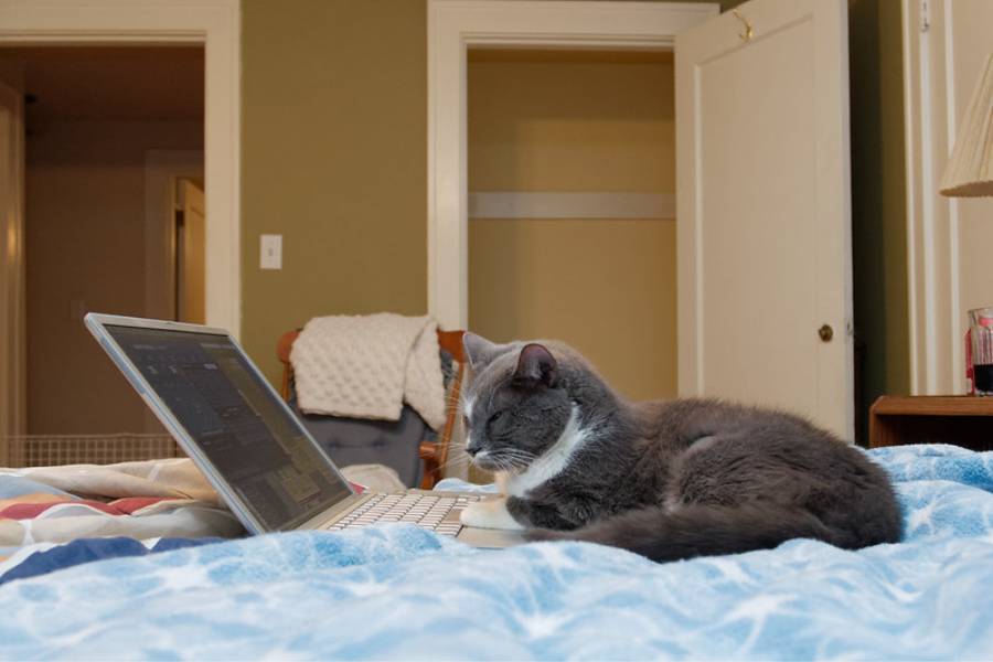 ilustrasi kucing duduk di atas laptop (flickr.com/Rick Cameron)