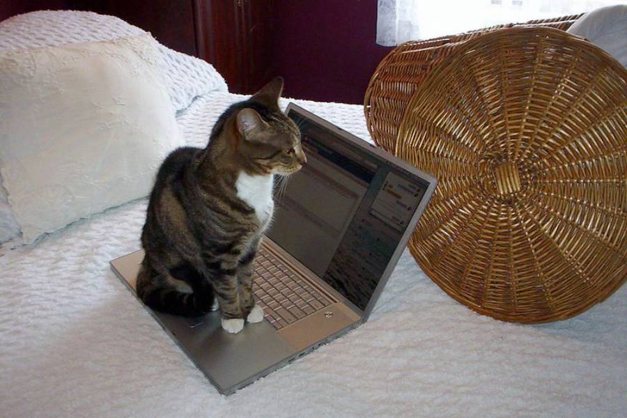 ilustrasi kucing duduk di atas laptop (flickr.com/Vicki's Pics)