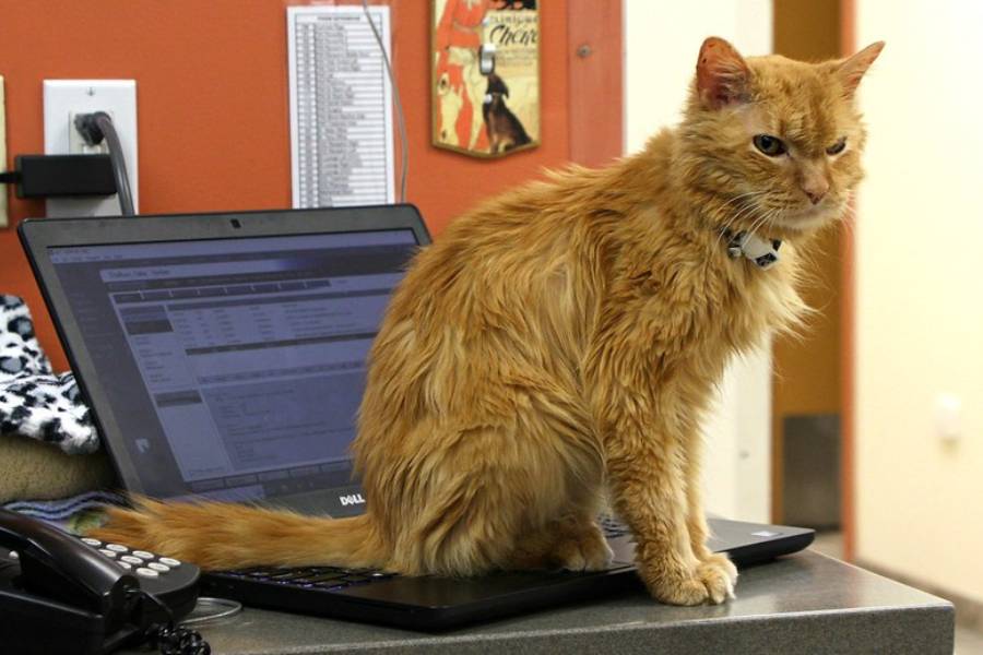 ilustrasi kucing di atas laptop (flickr.com/Kerri Lee Smith)