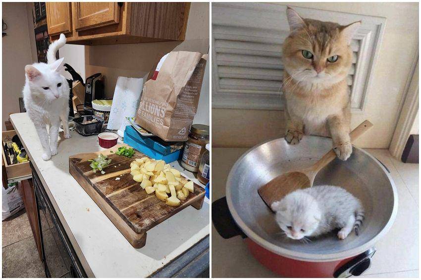 kolase potret kucing bertingkah layaknya chef (reddit.com/user/BrockoTDol93 | reddit.com/user/UmberCelestia)