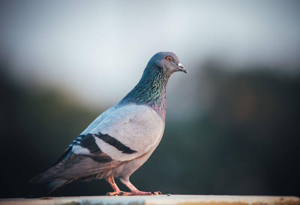 ilustrasi merpati (unsplash.com/@lenstravelier)