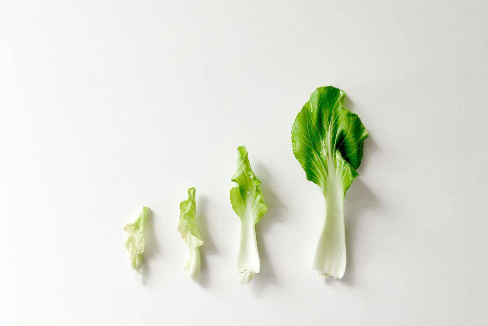 ilustrasi bok choy (unsplash.com/@hngstrm)