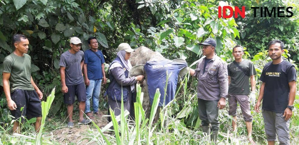 Anak Gajah Terkena Jerat Rusa di Kawasan APL Aceh Jaya