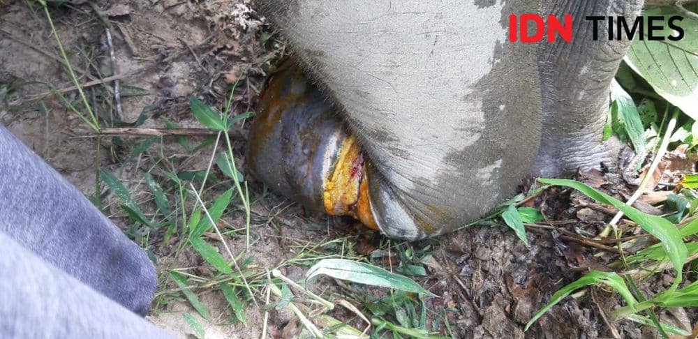 Anak gajah terkena jerat di kawasan Areal Penggunaan Lain (APL), Kabupaten Aceh Jaya. (Dokumentasi BKSDA Aceh untuk IDN Times)