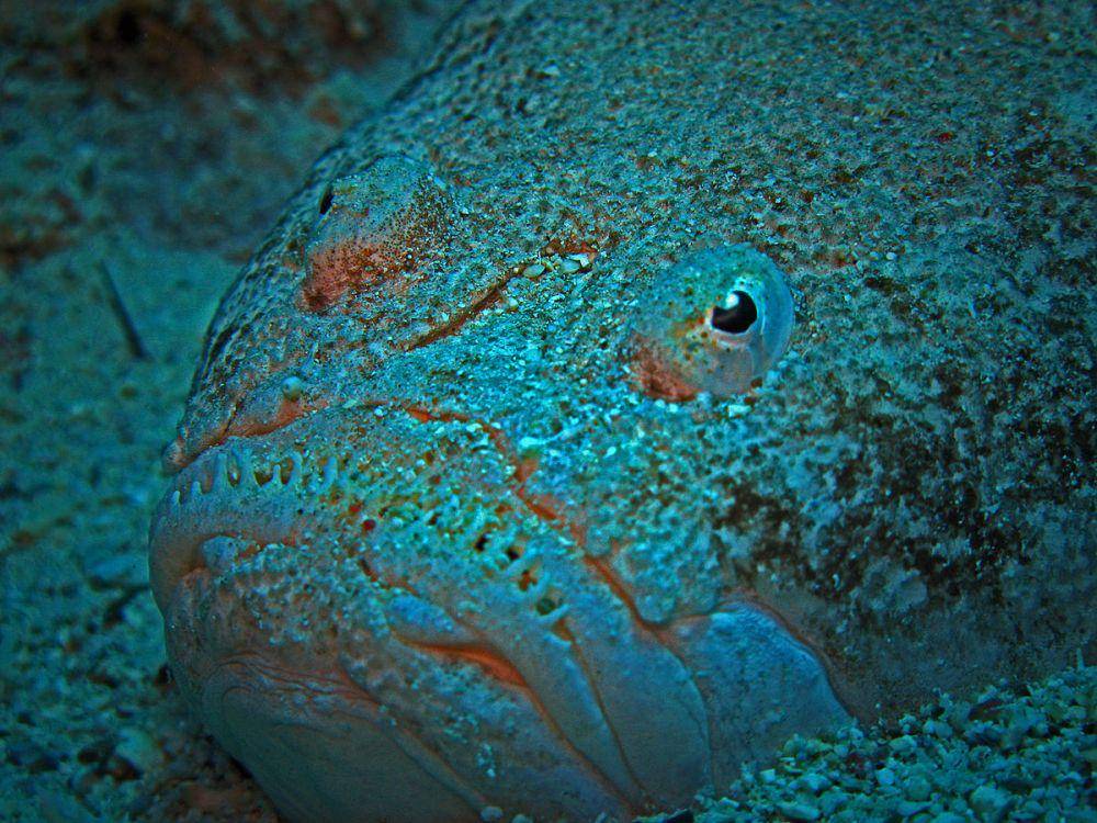 ilustrasi stargazer (commons.wikimedia.org/Bernd)