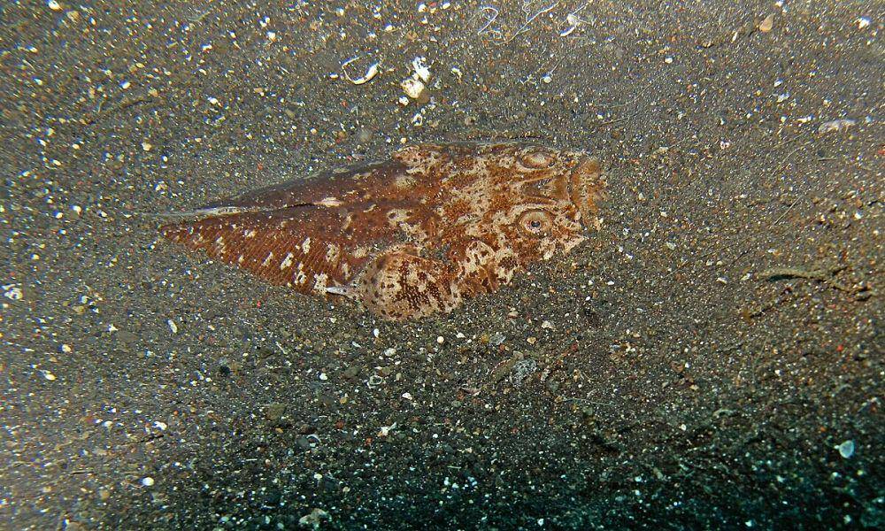 ilustrasi stargazer (commons.wikimedia.org/Bernard DUPONT)
