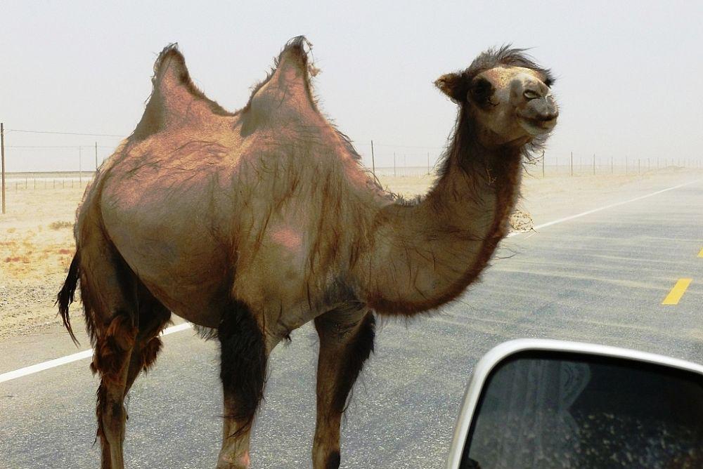 5 Fakta Menarik Wild Camel, Unta Liar Penghuni Lokasi Uji Coba Nuklir