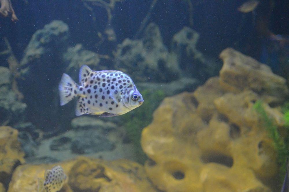 5 Fakta Famili Scatophagidae, Hanya Terdiri dari 4 Spesies