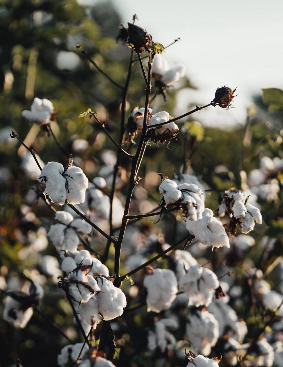 Kapas (unsplash.com/Clayton Malquist)