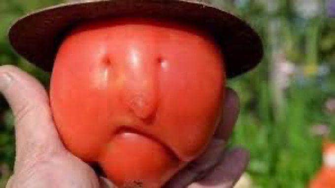 potret sayuran memiliki wajah (twitter.com/Super70sSports)