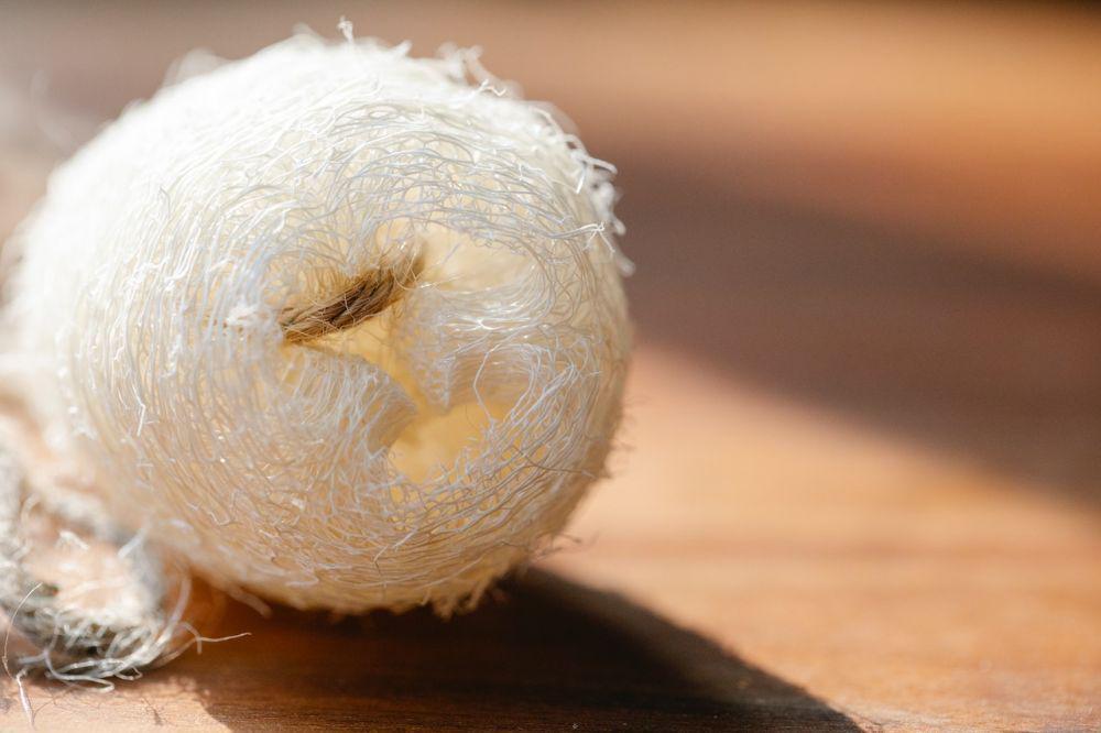 Serat lembut loofah (pexels.com/Sarah Chai)
