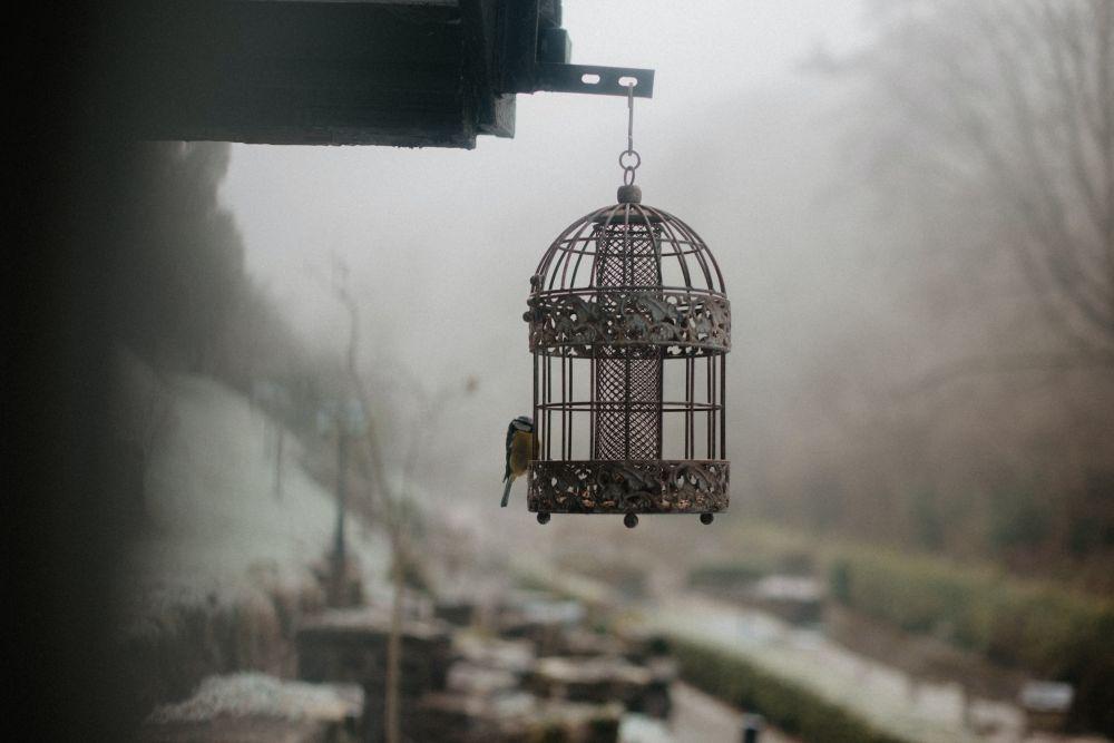 5 Ide Sangkar Burung di Rumah, Simpel dan Berguna!