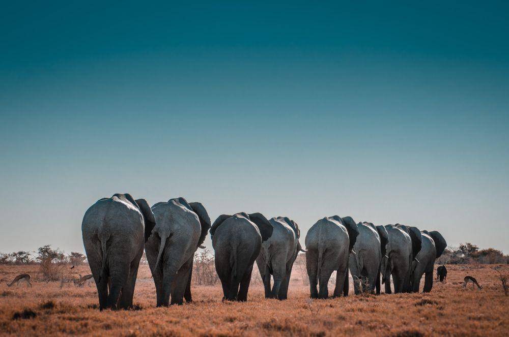 ilustrasi gajah (unsplash.com/Sergi Farrete)