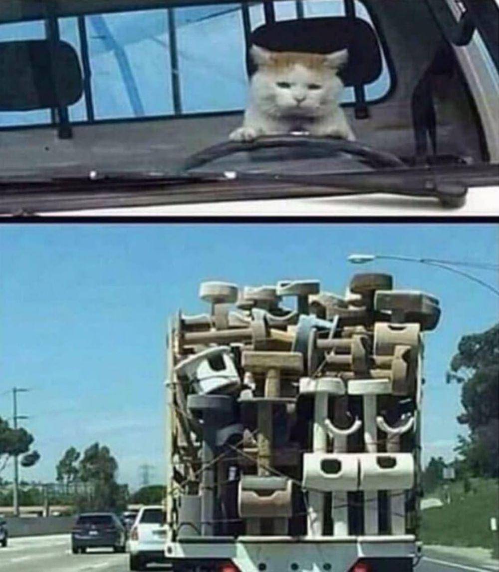 kucing lucu jadi sopir (twitter.com/CatWorkers)