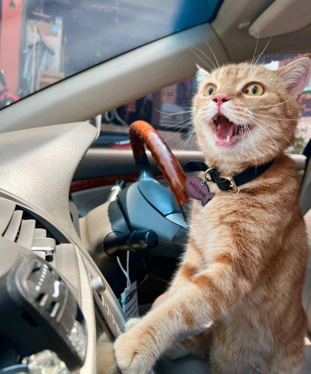kucing lucu jadi sopir (twitter.com/CatWorkers)