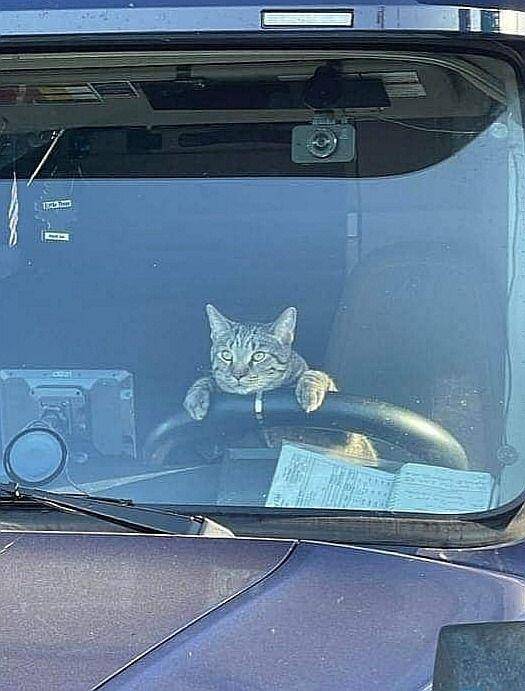 kucing lucu jadi sopir (twitter.com/CatWorkers)