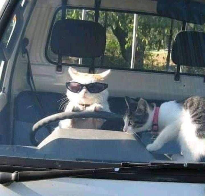 kucing lucu jadi sopir (instagram.com/kocheng.oreen)