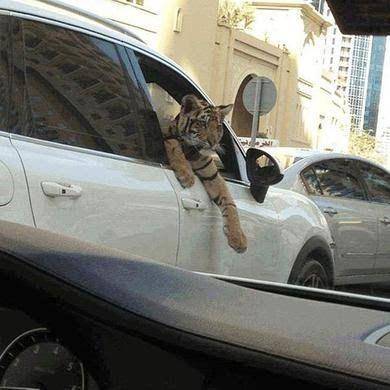 kucing lucu jadi sopir (instagram.com/kocheng.oreen)