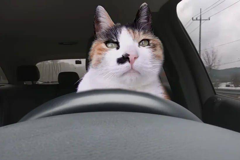 kucing lucu jadi sopir (instagram.com/instakocheng)