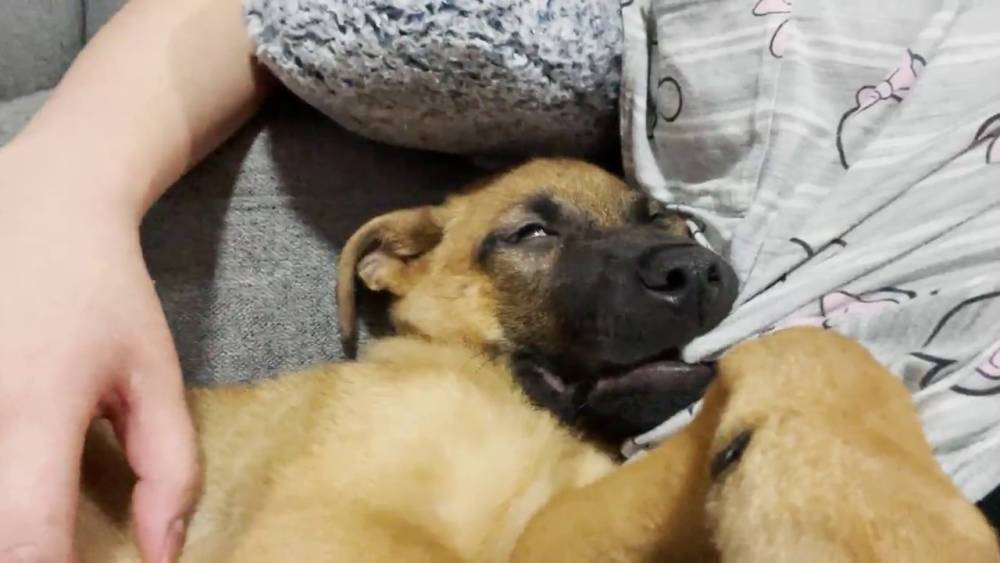potret muka kocak hewan peliharaan pas tidur (reddit.com/user/gleezaaaaaaaaaa)