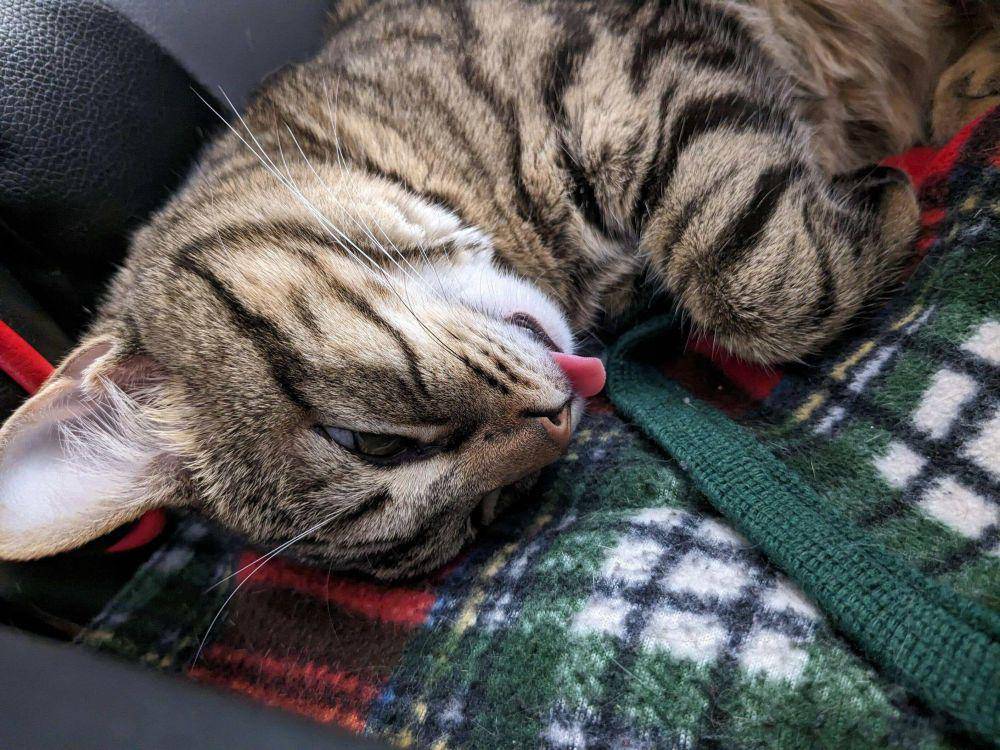 potret muka kocak hewan peliharaan pas tidur (reddit.com/user/fornasd)