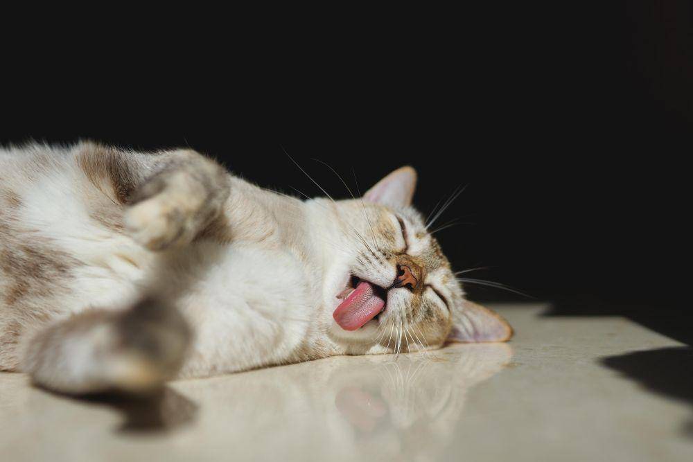 potret muka kocak hewan peliharaan pas tidur (reddit.com/user/Viktor_Fury)