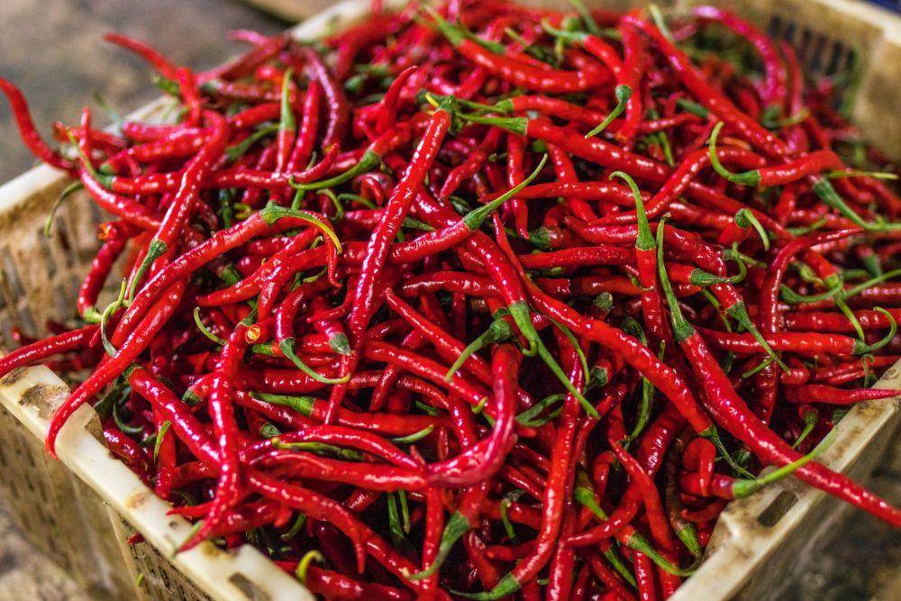 Ilustrasi cabai keriting merah (unsplash.com/belart84)