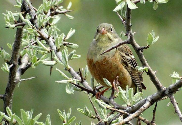 Ortolan bunting (commons.wikimedia.org/K.B. Simoglou)