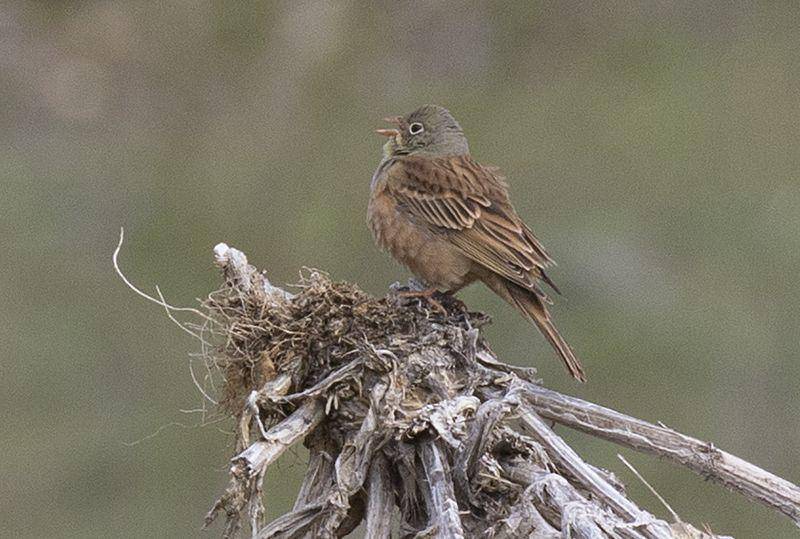Ortolan bunting (commons.wikimedia.org/Zeynel Cebeci)