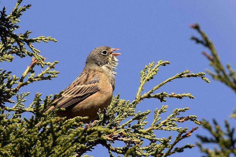 Ortolan bunting (commons.wikimedia.org/Zeynel Cebeci)