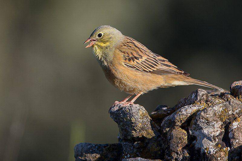 Ortolan bunting (commons.wikimedia.org/Pierre Dalous)