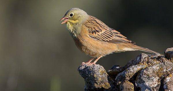 Ortolan bunting (commons.wikimedia.org/Pierre Dalous)