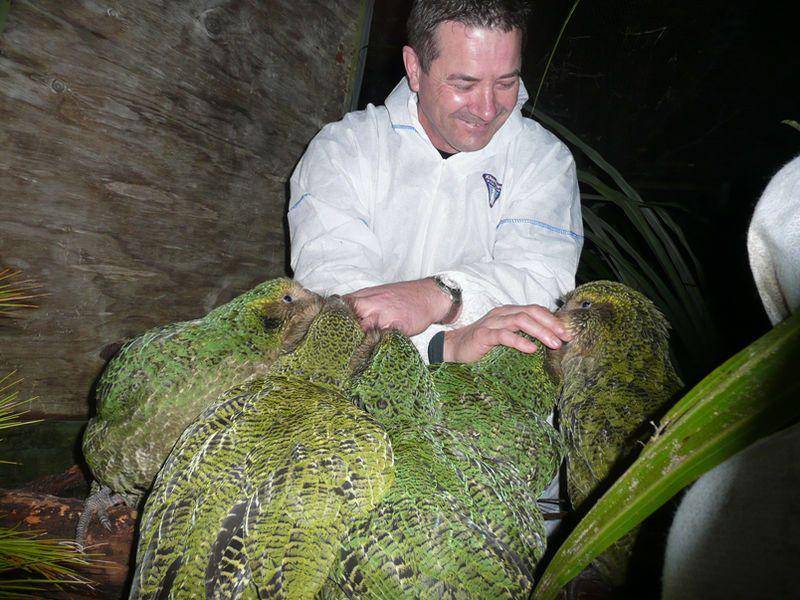 Kakapo (commons.wikimedia.org)