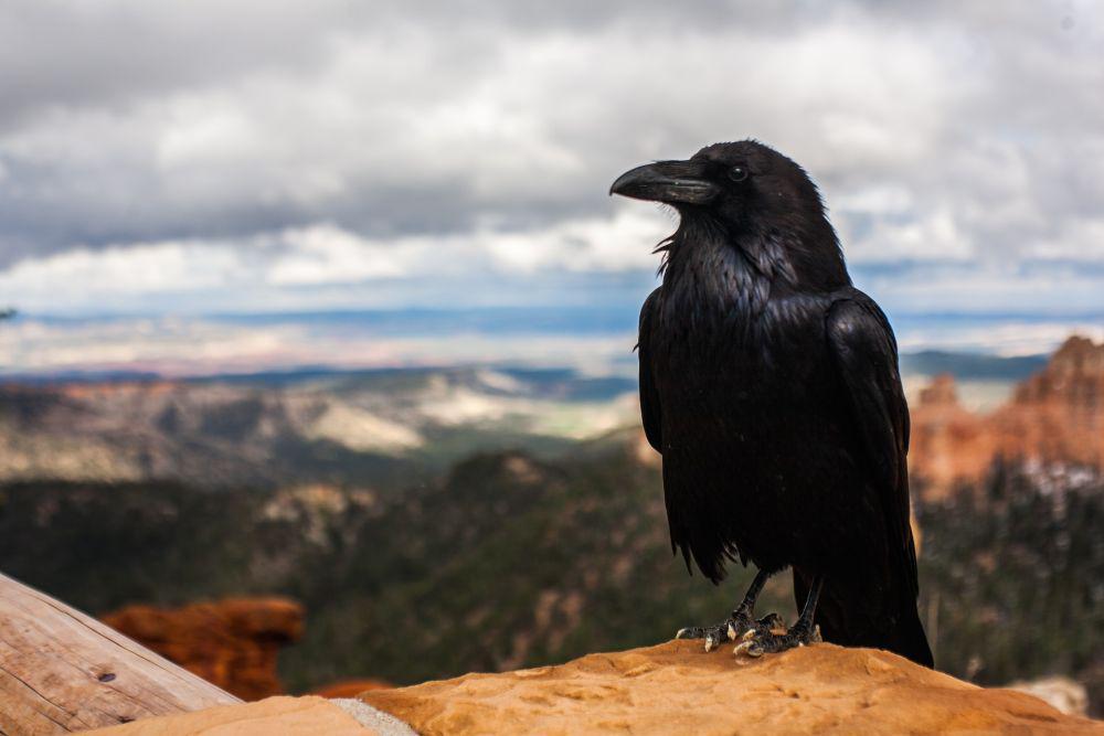 5 Fakta Menarik tentang Gagak, Burung Cerdik dan Licik