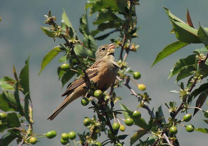 Ortolan bunting (commons.wikimedia.org/Medenica Ivan)