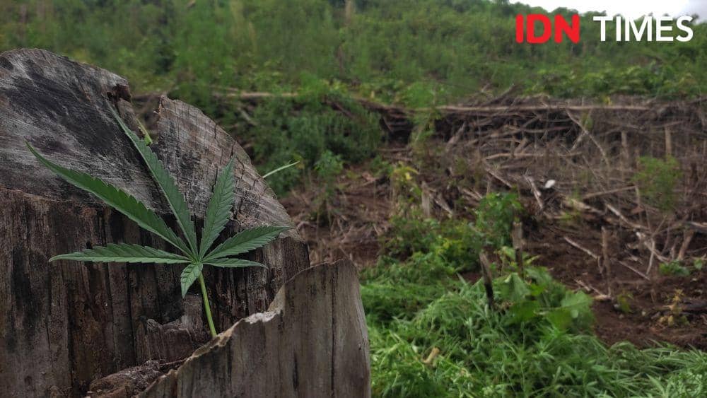 [Foto] Menyusuri Jejak Ladang Ganja di Lamteuba Aceh