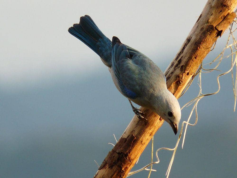 ilustrasi Thraupis episcopus (commons.wikimedia.org/julian londono)