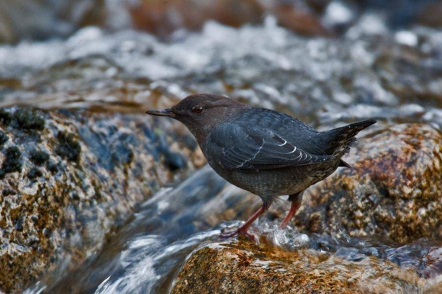 ilustrasi Cinclus mexicanus (commons.wikimedia.org/Scops)