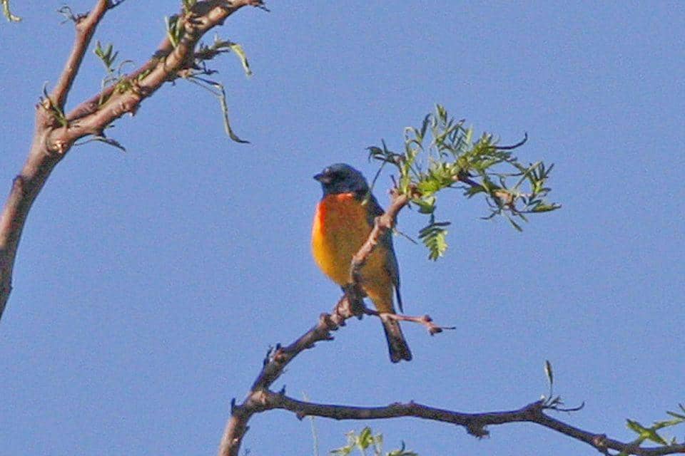 ilustrasi Thraupis bonariensis (commons.wikimedia.org/Ron Knight)