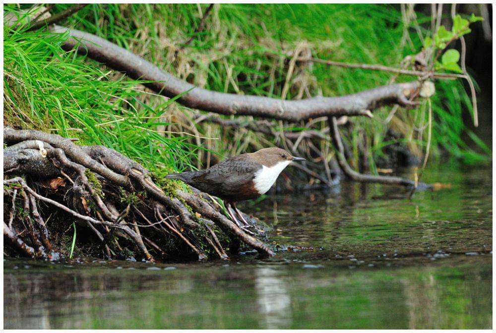ilustrasi Cinclus cinclus (commons.wikimedia.org/Jean-Jacques Boujot)