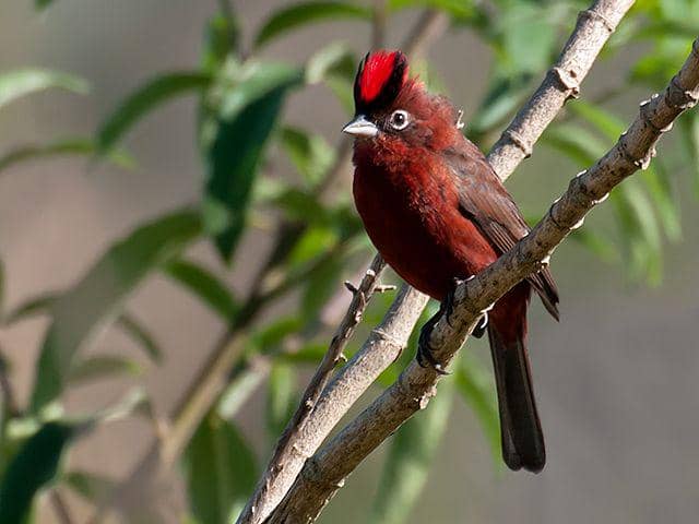 ilustrasi Coryphospingus cucullatus (commons.wikimedia.org/Dario Sanches)