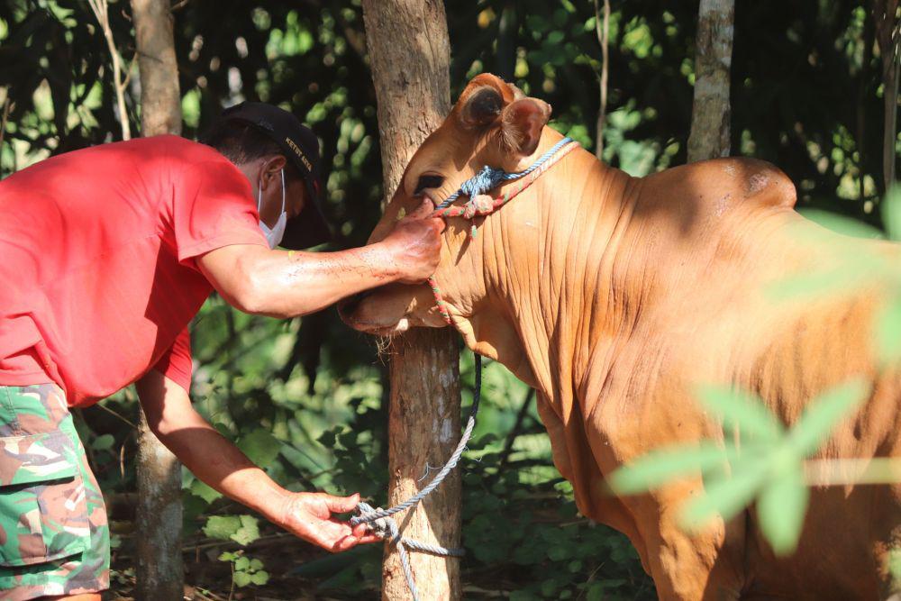 Bantul Waspadai Hewan Kurban dari Daerah Endemik Antraks