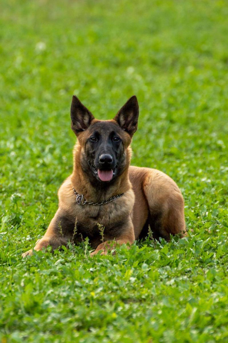 anjing ras Belgian Malinois merupakan anjing tempur andalan US Navy SEALs (pexels.com/Anton Kudryashov)